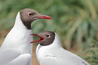 Lachmöwe (Croicocephalus ridibundus)