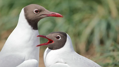 Black-headed gull (Croicocephalus ridibundus)