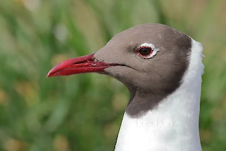 Black-headed gull (Croicocephalus ridibundus)