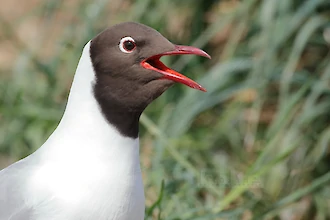 Lachmöwe (Croicocephalus ridibundus)