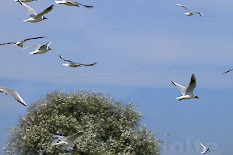 Brandseeschwalbe (Thalasseus sandvicensis)