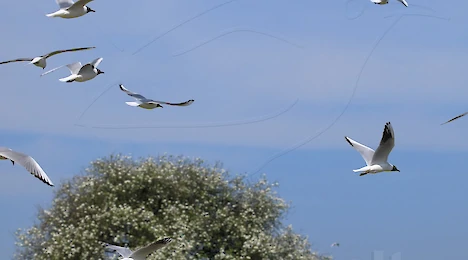 Möwen & Seeschwalben