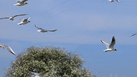 Sandwich tern (Thalasseus sandvicensis)