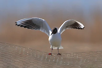 Lachmöwe (Croicocephalus ridibundus)