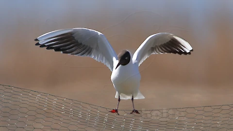 Black-headed gull (Croicocephalus ridibundus)