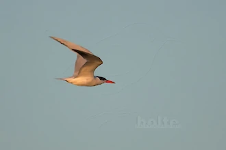 Raubseeschwalbe (Hydroprogene caspia)