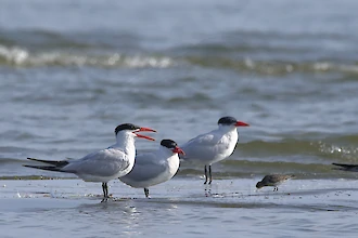 Raubseeschwalbe (Hydroprogene caspia)