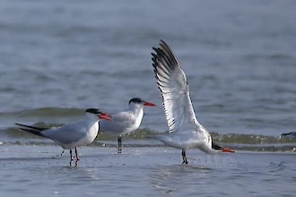 Raubseeschwalbe (Hydroprogene caspia)