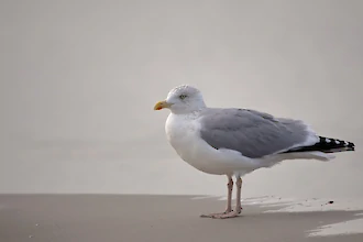 Silbermöwe (Larus argentatus)