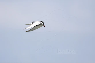 Weißbart-Seeschwalbe (Chlidonias hybrida)