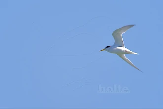 Zwergseeschwalbe (Sternula albifrons)