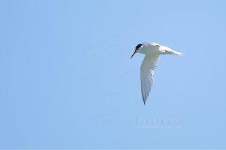 Zwergseeschwalbe (Sternula albifrons)