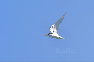 Little tern (Sternula albifrons)