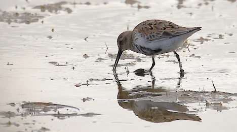 Alpenstrandläufer (Calidris alpina)