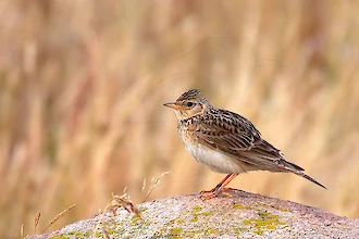 Feldlerche (Alauda arvensis)