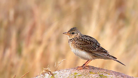 Feldlerche (Alauda arvensis)