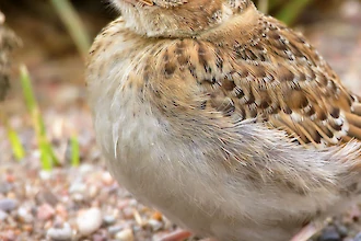 Feldlerche (Alauda arvensis)