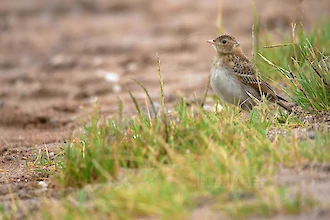 Feldlerche (Alauda arvensis)