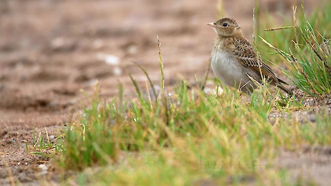 Feldlerche (Alauda arvensis)
