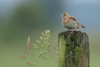 Feldlerche (Alauda arvensis)