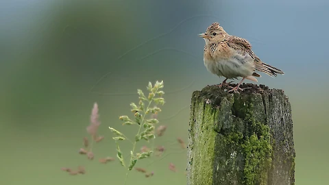 Feldlerche (Alauda arvensis)