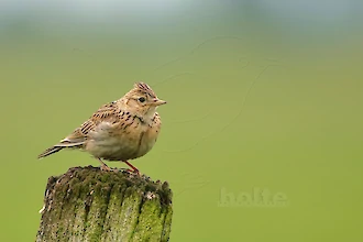 Feldlerche (Alauda arvensis)