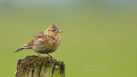 Feldlerche (Alauda arvensis)