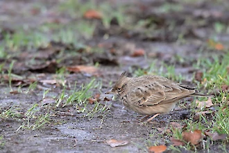 Haubenlerche (Galerda cristata)