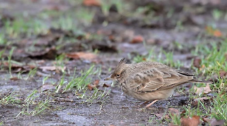 Larks