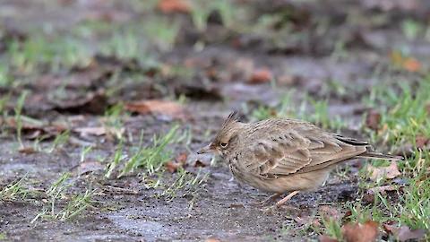 Haubenlerche (Galerda cristata)