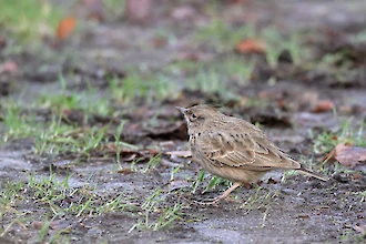 Haubenlerche (Galerida cristata)