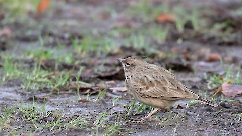 Haubenlerche (Galerida cristata)