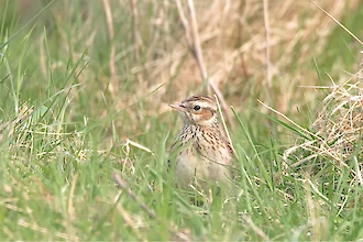Heidelerche (Lullula arborea)