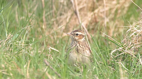 Heidelerche (Lullula arborea)