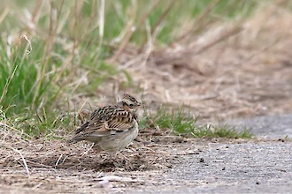 Heidelerche (Lullula arborea)