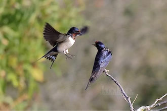 Rauchschwalbe (Hirundo rustica)
