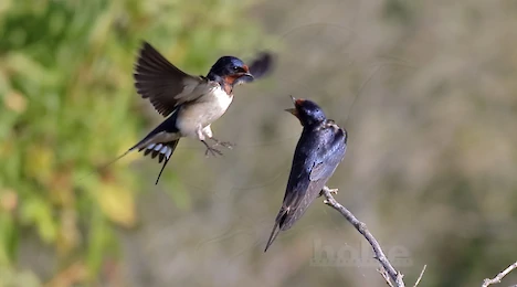 Swallows