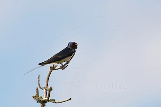 Rauchschwalbe (Hirundo rustica)