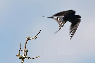 Rauchschwalbe (Hirundo rustica)