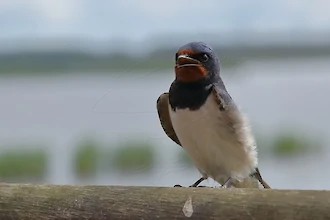 Rauchschwalbe (Hirundo rustica)