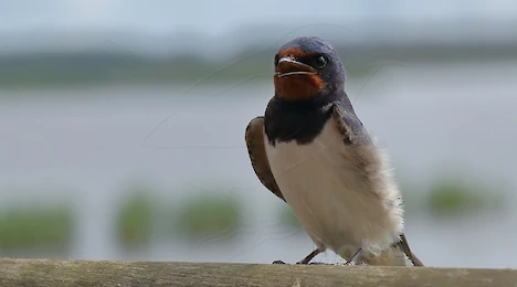Schwalben