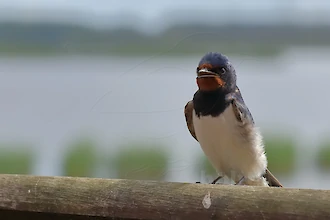 Rauchschwalbe (Hirundo rustica)