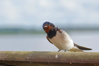 Rauchschwalbe (Hirundo rustica)