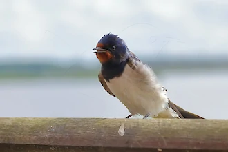 Rauchschwalbe (Hirundo rustica)