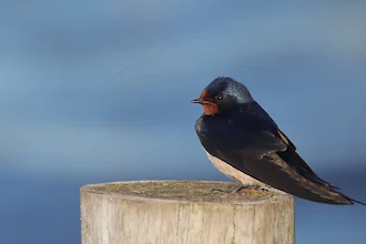 Rauchschwalbe (Hirundo rustica)