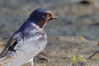 Rauchschwalbe (Hirundo rustica)