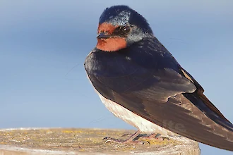 Rauchschwalbe (Hirundo rustica)