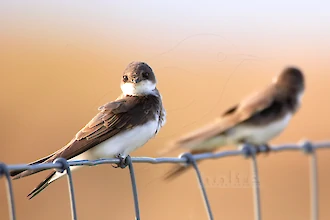 Uferschwalbe (Riparia riparia)