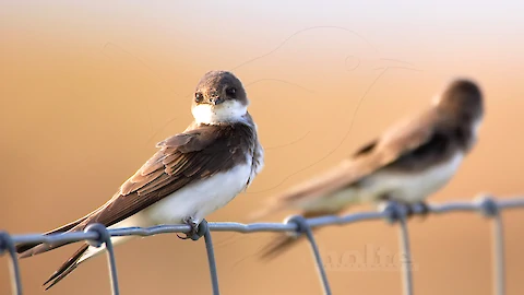 Sand martin (Riparia riparia)