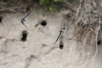 Uferschwalbe (Riparia riparia)